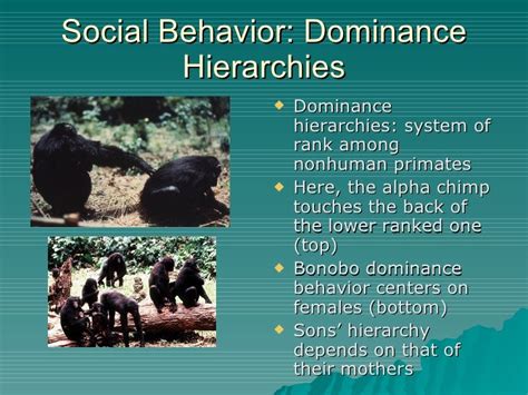 Primate Social Behavior