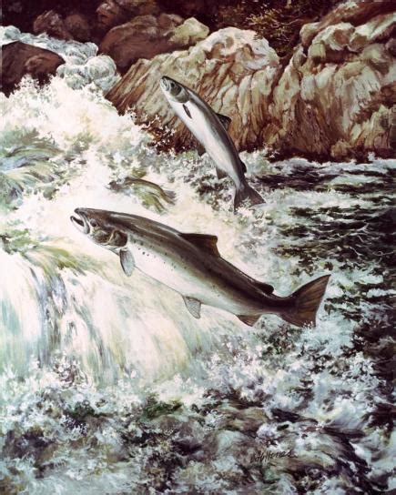 Free picture: salmon, fish, swimming, upstream