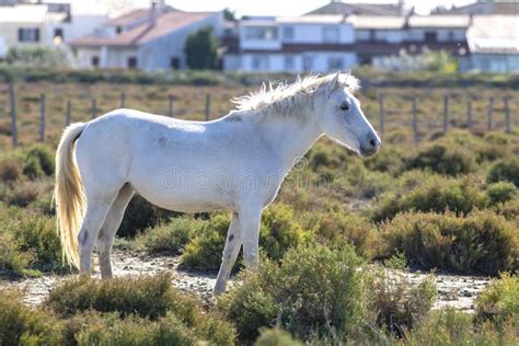 Portrait of a Wild, White Camargue Horse Stock Image - Image of beautiful, france: 163482107