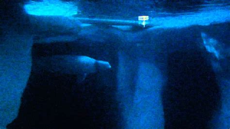 Vacation 2012: SeaWorld Wild Arctic Beluga Whale pt2 - YouTube