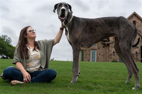 What is the tallest dog in the world?