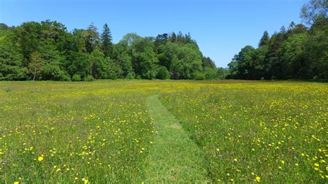 What is a Meadow? – Moor Meadows