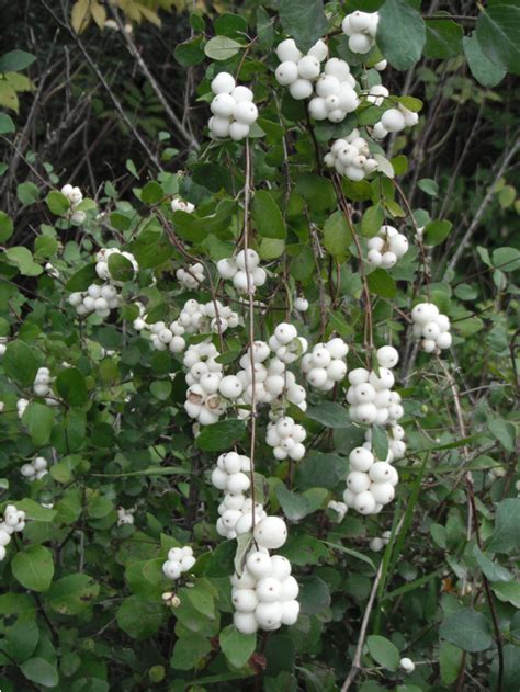 Common Snowberry, Symphoricarpos albus | Native Plants PNW