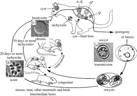 Toxoplasma Gondii Life Cycle