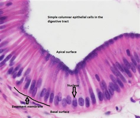 Epithelial Tissue : Anatomy & Physiology