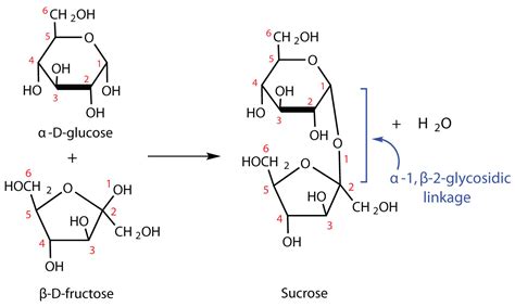 Carbohydrates