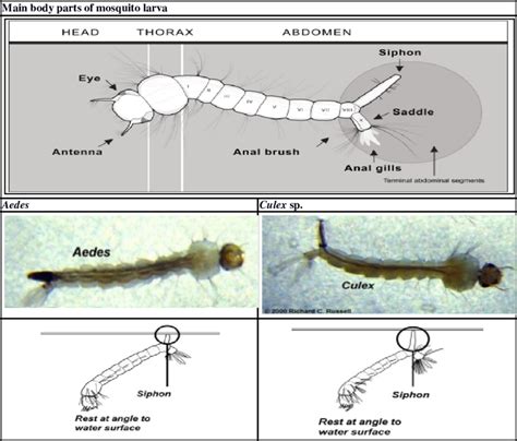 Fundamental differences in the morphology of mosquito larvae: Aedes and ...