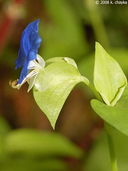 Commelina communis (Asiatic Dayflower): Minnesota Wildflowers