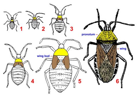 Insect Biology - Bugwoodwiki