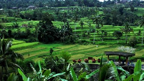 Selain Ubud, Ini Area Sawah di Bali yang Tak Kalah Cantik