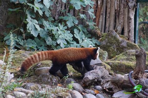 Kleiner Panda - Zoo Saarbrücken | Freizeitpark-Welt.de