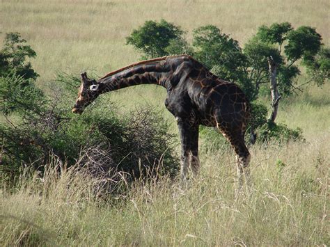 Melanistic Giraffe : r/badassanimals