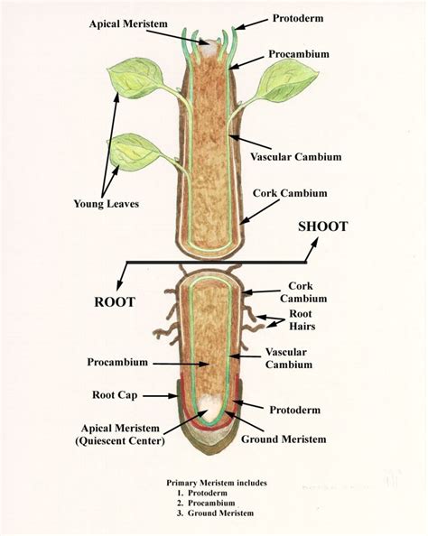 Internal Structure of Root | HubPages