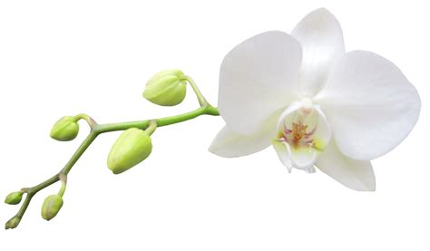 Free Columbian Orchid Cliparts, Download Free Columbian Orchid Cliparts ...