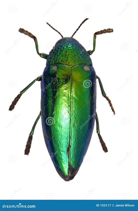 Green Beetle Insect | Amazing Wallpapers