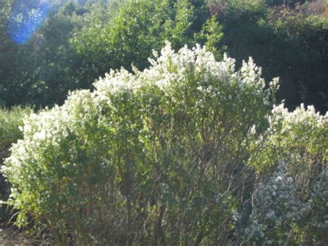 Baccharis pilularis – The Watershed Nursery