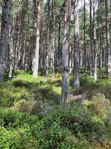 How to Photograph Trees and Forests - Our Top Tips – Photography Revision