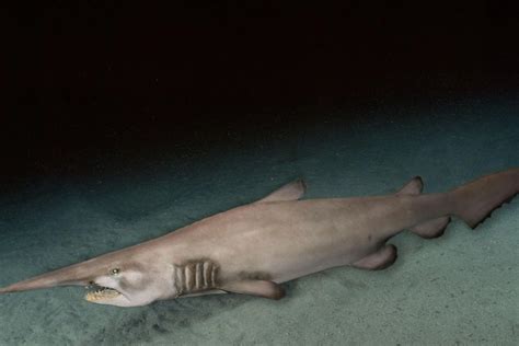 Goblin Shark Habitat: Distribution And Living Environment – Ocean Action Hub