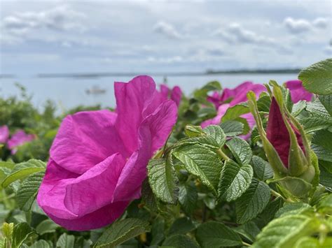 Mackworth Island Trail, Falmouth - Maine by Foot