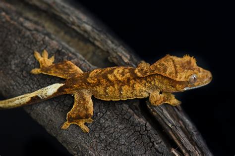 Super Tiger Crested Gecko For Sale | Fringemorphs