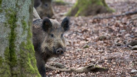 What to do if you see a wild boar while hiking | Advnture