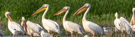 10 Pelican Facts: A Look Behind the Beak