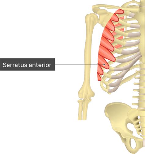 Serratus Anterior Muscle