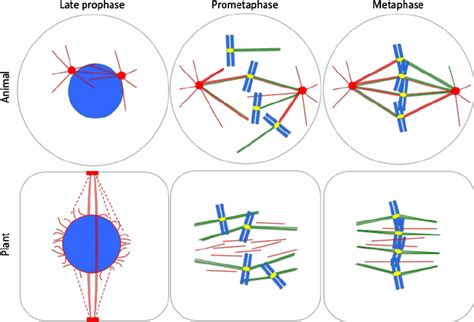 A comparison of spindle formation in animals and plants. Centrosomal... | Download Scientific ...