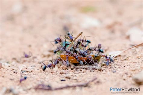 Meat Ant - Peter Rowland Photographer & Writer