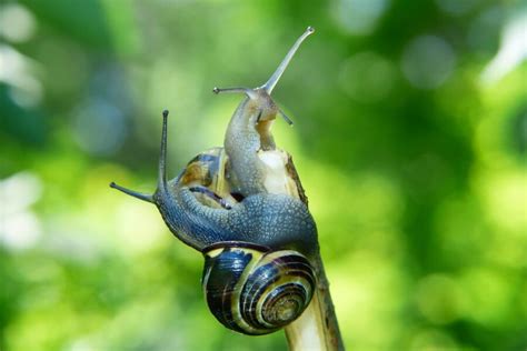 What Do Snails Eat? 11 Things You Didn't Know About Snails Food