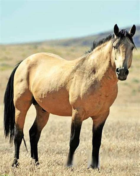 Mustang stallion. | Horses, Wild horses photography, Wild horses