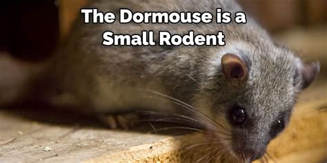 Dormouse Spiritual Meaning, Symbolism, and Totem (2022)