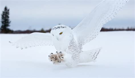 How Do Animals Survive the Winter in Canada? – Your Connection to Wildlife