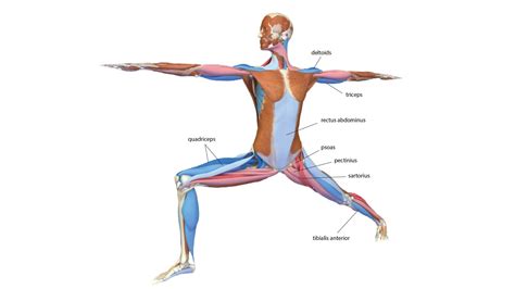 Warrior 2 Pose: How to Practice Virabhadrasana II