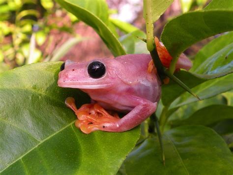 Image associée | Frog, Tree frogs, Funny wild animals