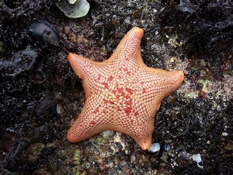 Tidepool Treasures: Bat Stars