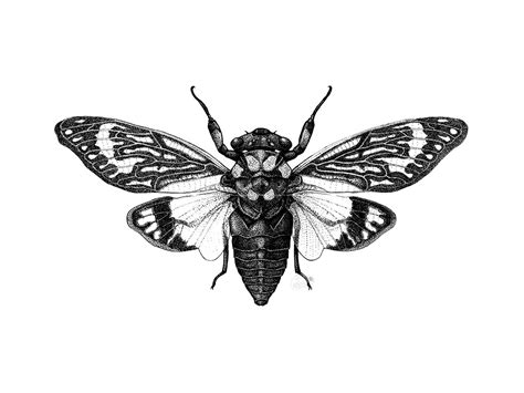 scientific illustration cicada - Google Search | Bug tattoo, Insect ...