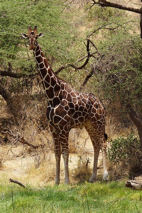 Reticulated Giraffe Facts Habitat Adaptations Pictures