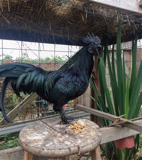 The Ayam Cemani Rooster from Indonesia. Even it's meat and bones are black! Looked like a statue ...