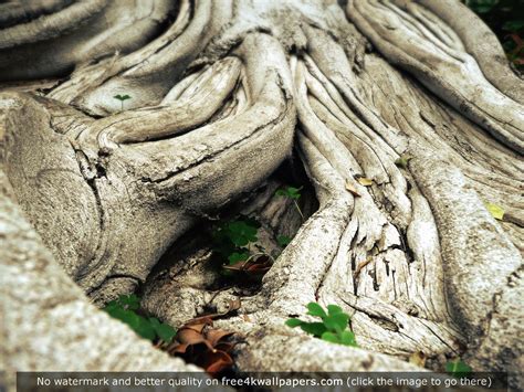 Free download Tree Roots HD wallpaper Tree roots Tree roots wallpaper ...