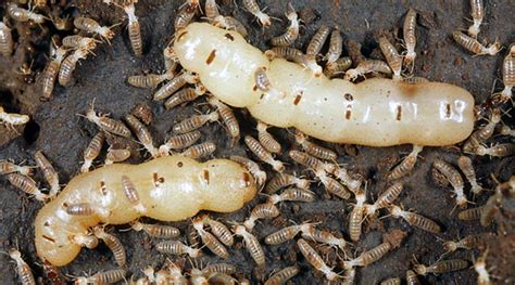 Queen termite 2 | Termites, Termite control, Termites facts