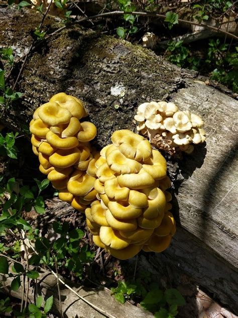 Have you found golden oyster mushrooms? Please mark their locations on ...