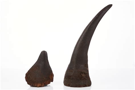 Set of Two Rhinoceros Horns - Shapiro Auctioneers