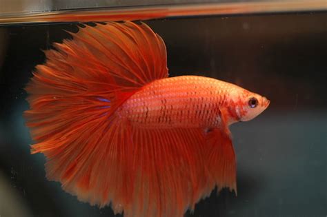 Betta fish, breeding and raising fry | HubPages