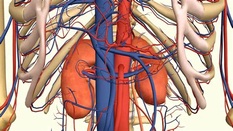 [DIAGRAM] Diagram Of The Kidney In The Human Body - MYDIAGRAM.ONLINE