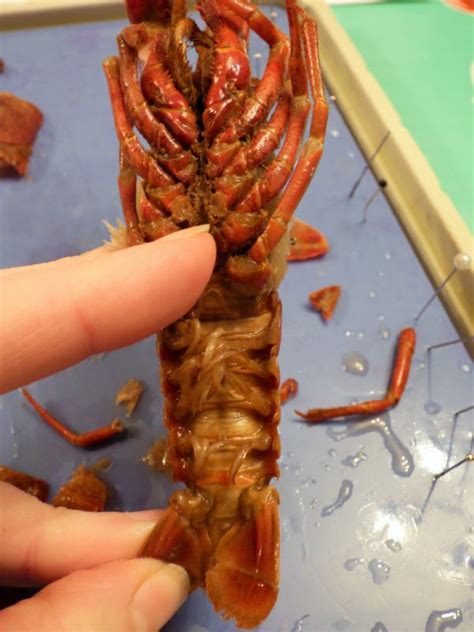 Nature Notes: Crawdad Dissection - A Reason For Homeschool