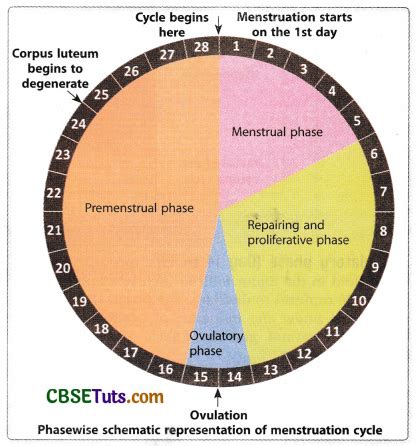 Phases of Menstrual Cycle and Oestrous Cycle - Role of Hormones - CBSE Tuts