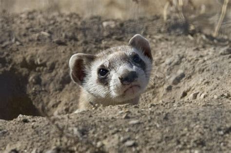 Black Footed Ferret Facts: Discover An Endangered American Mammal.