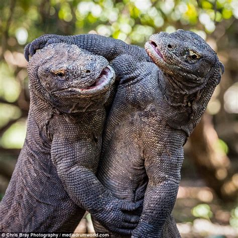 Massive Indonesian Komodo dragons wrestle and spit venom at each other ...