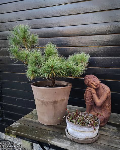 Eastern White Pine Bonsai: Whispering Wilderness in a Pot